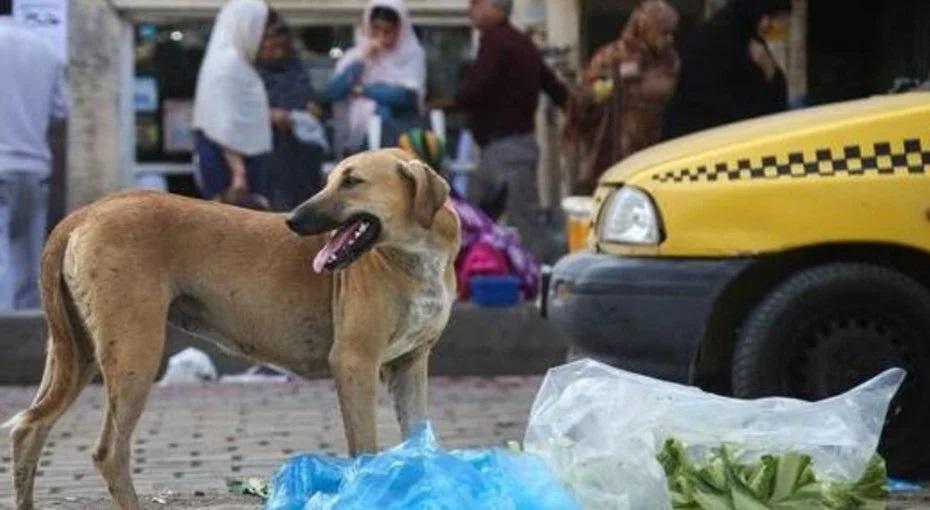 Activists Slam Mass Killing of Stray Dogs in Khuzestan