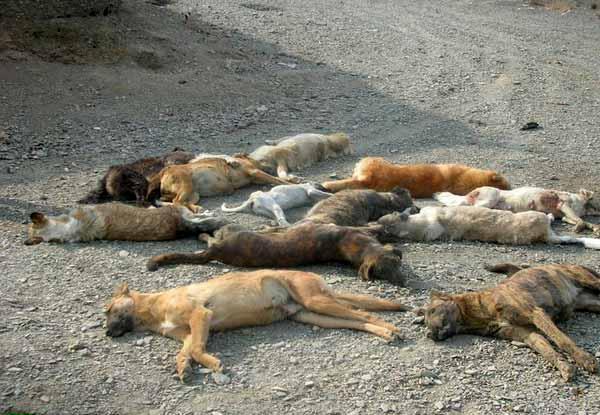 Dog Girl Porn Of Iran - Slaughter of Dogs Continues in Iran