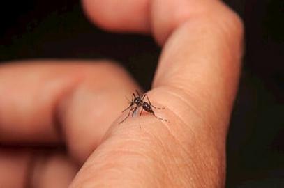 Iran Reports Over Hundred Dengue Cases, One Death