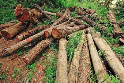 چهار هزار اصله درخت تنومند در جنگل‌های هیرکانی برای ساخت پارکینگ خودرو قطع شده‌اند