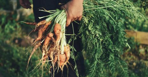 They established their own farm, believing the shift had brought them a happier, more peaceful way of life