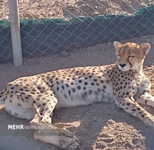حال جسمی دلبر یوز آسیایی زیستگاه توران خوب نیست