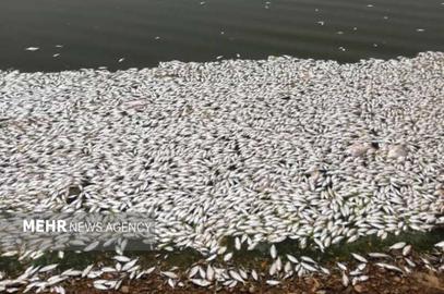 مرگ ۲ میلیون ماهی در سد فشافویه تهران