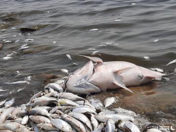 مرگ هزاران ماهی دریاچه ماهشهر