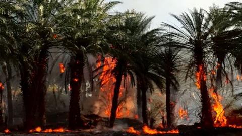 آتش‌سوزی، ۲۰۰ نخل خرما را  در شادگان از بین برد