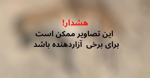 سگ کشی در دماوند؛ پناهگاهی که به خون کشیده شد