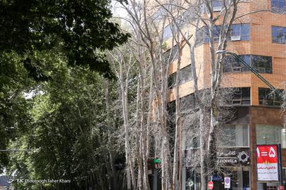 فیلم خشکانده شدن چنارهای خیابان ولی‌عصر تهران برای دیده شدن یک ساختمان در چند روز گذشته در فضای مجازی داغ شد و مسوولان شهر یک به یک موضع‌گیری کردند