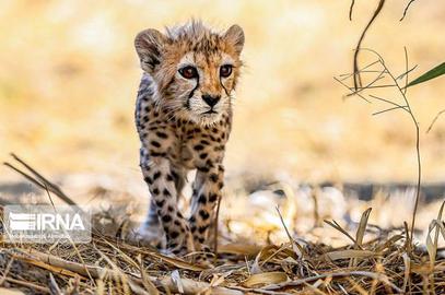 Iran In Mourning Over Death Of Rare Cheetah Cub