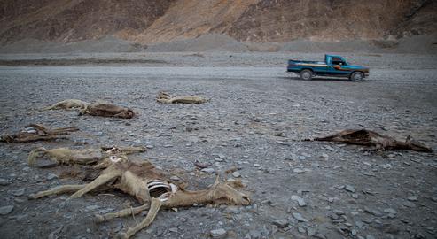 An estimated 3,000 donkeys died while transporting fuel to Pakistan between 2013 and 2016