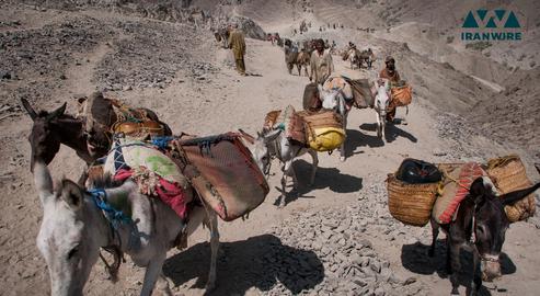 Approximately 10,000 donkeys were used to transport fuel to Pakistan between 2013 and 2016