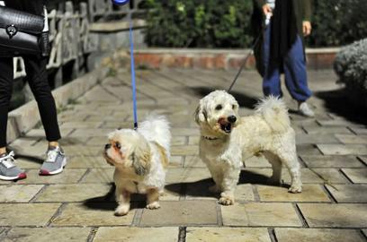 Iranian Prosecutors Ban Dog Walking in Public Spaces