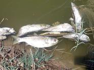 مرگ ماهی‌های رودخانه کسما بر اثر آلودگی‌های زیست‌محیطی