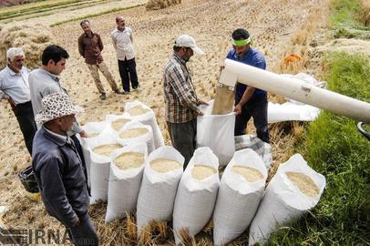 به گفته رئیس اتحادیه برنج‌فروشان شهر بابل «یکی از شرکت‌های بزرگ کشور، برنج‌های در انبار مانده کشاورزان را در دو ماه گذشته خرید و این اتفاق به افزایش قیمت برنج ایرانی انجامید».