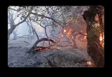 آتش‌سوزی گسترده در جنگل‌ها و مراتع روستای چنوله‌ زاگرس