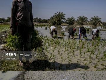 Spring Rice Cultivation in Qasr-e Qand