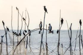 Migratory Birds in Hormozgan