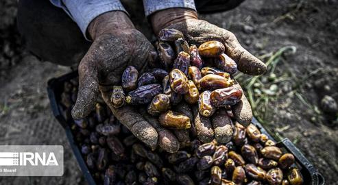 The Date Harvest in Khuzestan