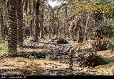 خطر انقراض نخل در شادگان