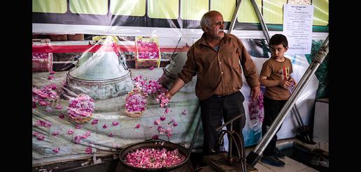 Celebrating the World’s Favorite Rose