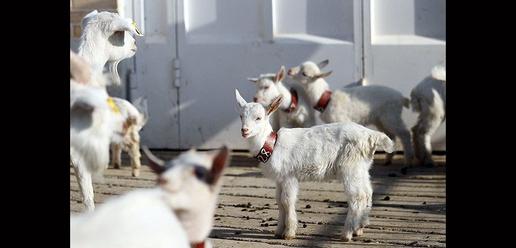 Saanen Goats Born in Isfahan 