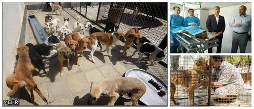 Dogs, Birds and Wildlife: Grassroots Campaigns that Make a Difference in Iran