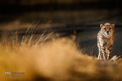 The Endangered Iranian Cheetah