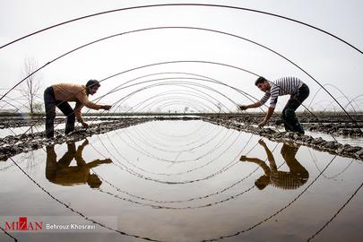 Celebrating the Rice Harvest in Gilan