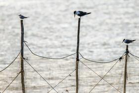 Migratory Birds in Hormozgan