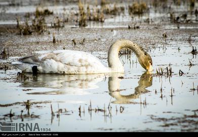 Mazandaran’s Haven for Migratory Birds