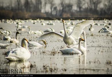 Mazandaran’s Haven for Migratory Birds