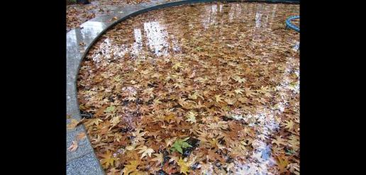 An Almighty Autumn in Ilam