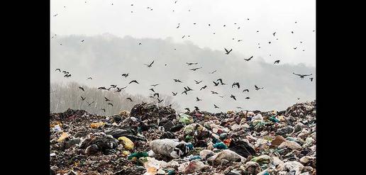 فاجعه زیست محیطی در دل جنگل‌های گیلان