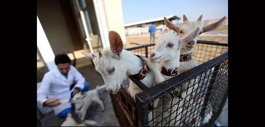 Saanen Goats Born in Isfahan 