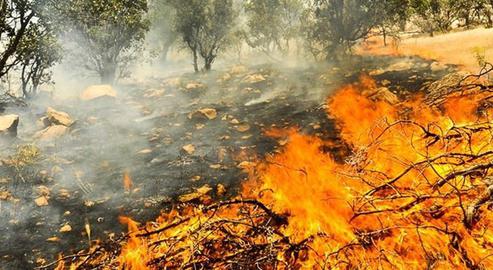 Eight days of wildfires in Kohkiluyeh and Boyer Ahmad inflicted untold damage to its forests, grasslands and wildlife. The government response was woefully inadequate and mired in bureaucracy