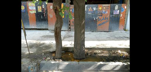 مرگ تدریجی درختهای تهران 