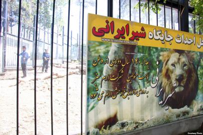 نامه جعلی بود، شیرها نمی‌آیند