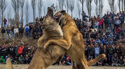 بازداشت برگزارکنندگان مسابقه جنگ سگ‌ها با دو هزار تماشاچی در آذربایجان شرقی