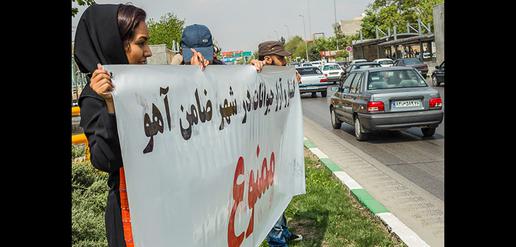 Don't kill dogs in Mashhad, the holy city 