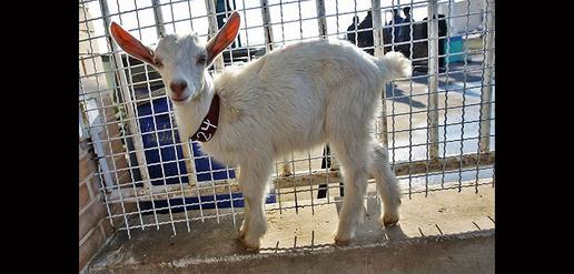 Saanen Goats Born in Isfahan 