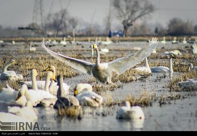 Mazandaran’s Haven for Migratory Birds