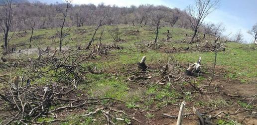 سالانه نیم میلیون متر مکعب از جنگل‌های زاگرس تخریب می‌شود