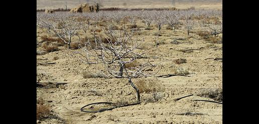 خط و نشان خشکسالی و دلالی برای پسته‌های خندان دامغان