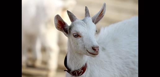 Saanen Goats Born in Isfahan 