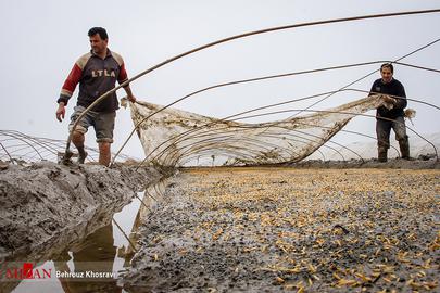Celebrating the Rice Harvest in Gilan