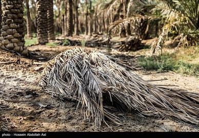 خطر انقراض نخل در شادگان