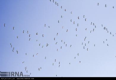 Mazandaran’s Haven for Migratory Birds