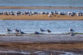 Migratory Birds in Hormozgan