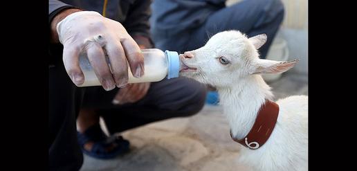 Saanen Goats Born in Isfahan 