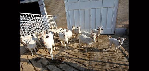 Saanen Goats Born in Isfahan 