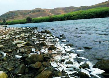 انتشار عکس‌هایی از تلف شدن هزاران میگو و ماهی در  رود ارس بار دیگر باعث افزایش نگرانی اهالی منطقه شده است.